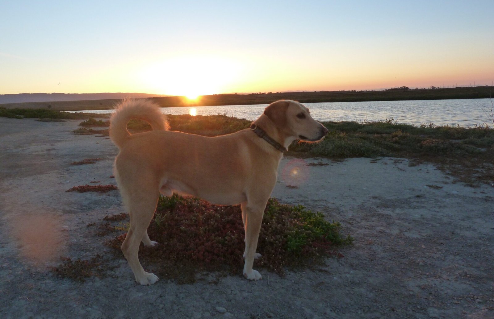 Baylands at Sunset on Full Moon