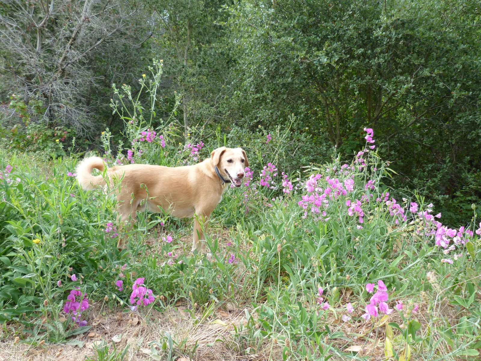 Wildcat Canyon Regional Park