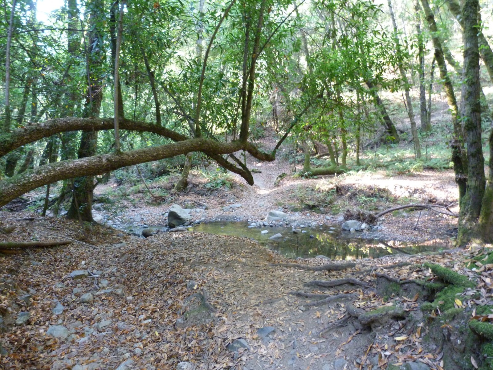Upper Stevens Creek County Park