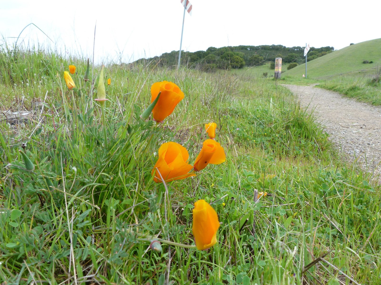 Clarkia, Serpentine & Ridgeview trails